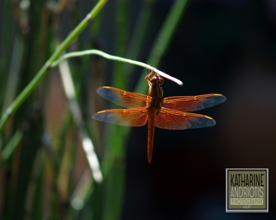 A compelling sight.  A dragonfly seen in Sedona, AZ, its colors matching the beautiful red rock of the area.