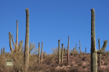 Saguaro Cactus as seen along the road in Tucson, Arizona
